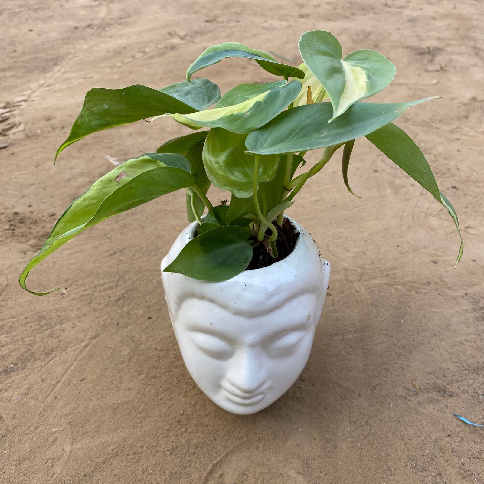 Syngonium Yammi  in 6 Inch White Premium Buddha Plastic Pot