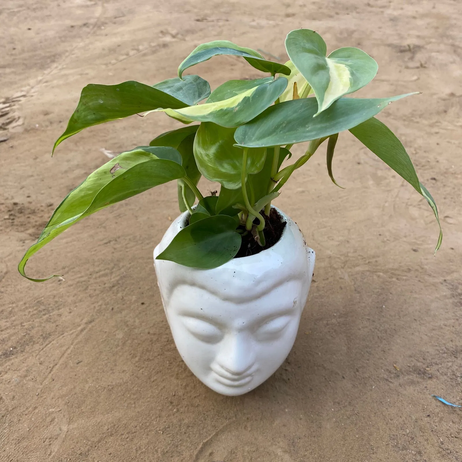 Syngonium Yammi in 6 Inch White Premium Buddha Plastic Pot