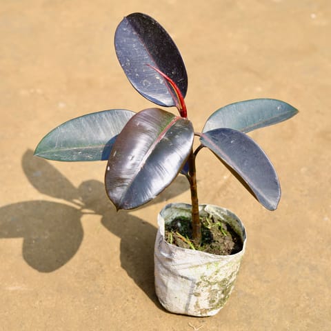 Rubber Black (~ 1.5 Ft) in 5 Inch Nursery Bag