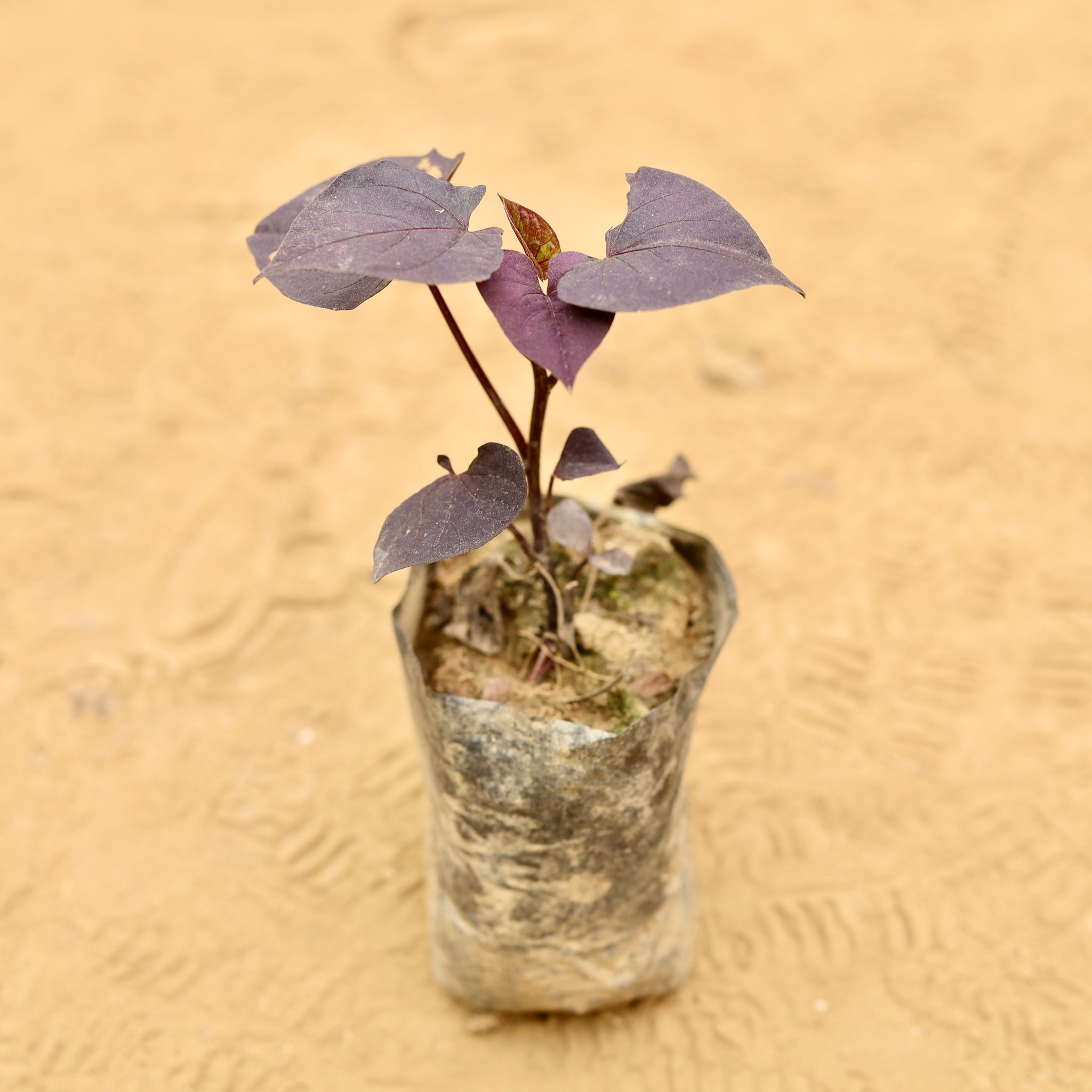 Ipomea / Sweet Potato Vine Black in 3 Inch Nursery Bag
