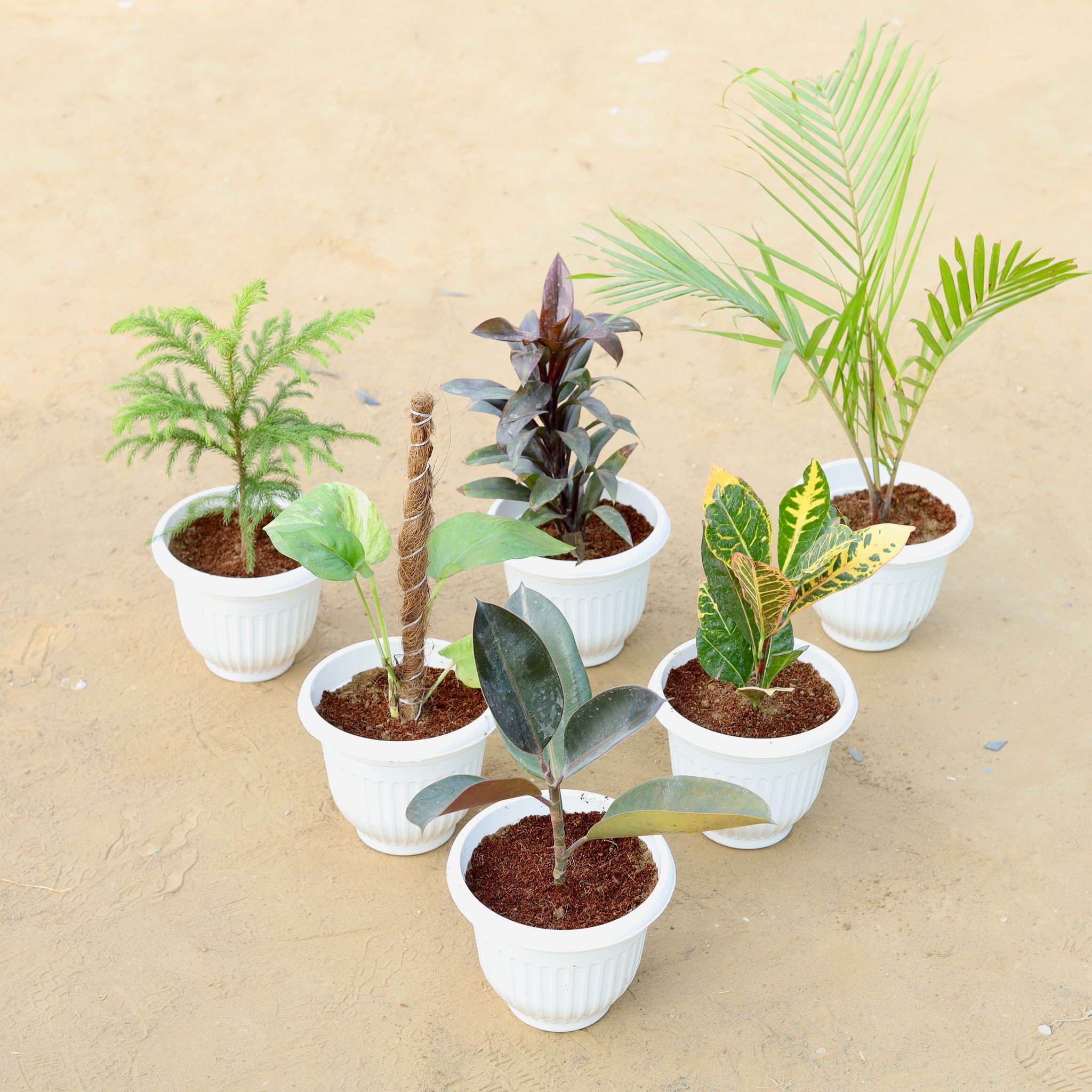 Set of 7 - Araucaria / Christmas Tree, Dracaena Ananas, Chameadorea Palm, Money Plant with Moss Stick, Croton Petra Yellow & Rubber Black in 8 Inch White Olive Plastic Pot