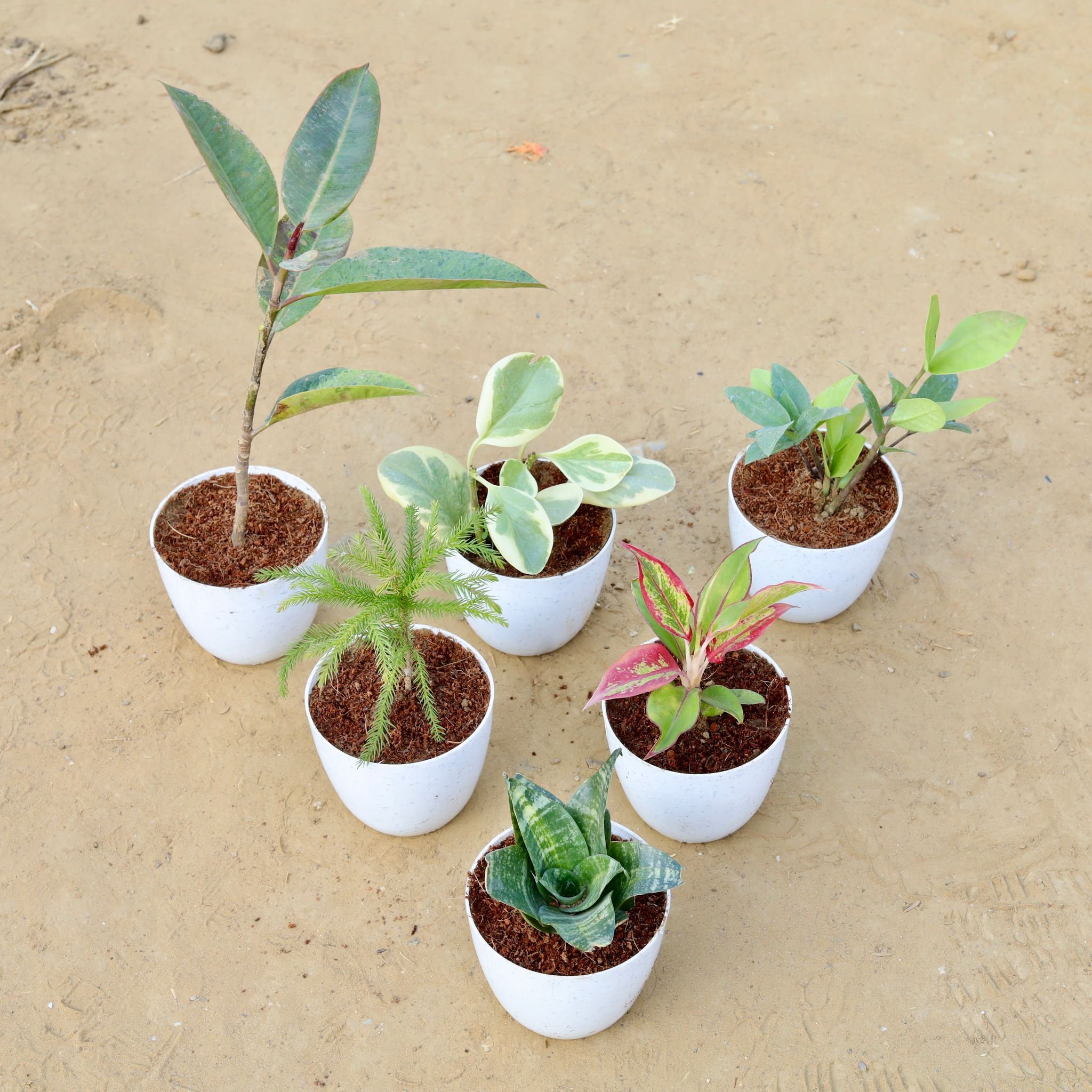 Low Maintainance Steal - Set of 6 - Rubber Vareigated Yellow, Peperomia Vareigated , Zz, Araucaria / Christmas Tree, Aglaonema Lipstick & Snake Green in 4 Inch White Premium Orchid Round Plastic Pot