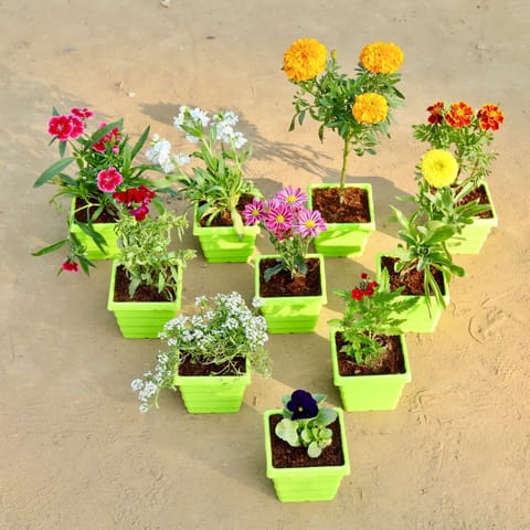 Set of 10 - Dianthus, Stock, Marigold / Genda, Marigold Jafri, Anthurium, Alyssum, Chrysanthemum, Calendula, Verbena & Pansy in 4 Inch Green Premium Orchid Square Plastic Pot