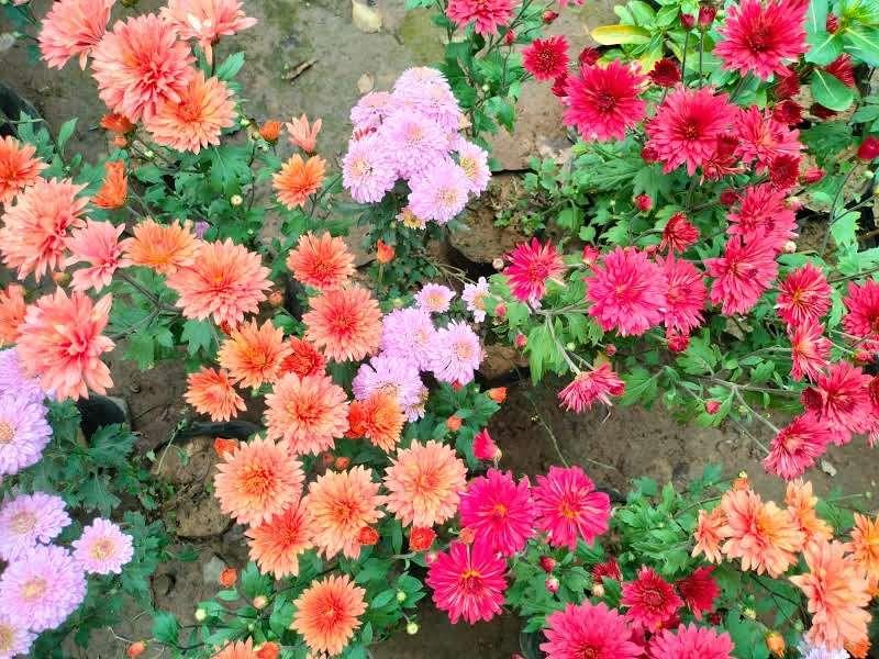 Set of 10 - Chrysanthemum / Guldawari (any colour) in 4 Inch Nursery Bag