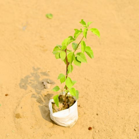 Bougainvillea (any colour) in 4 Inch Nursery Bag