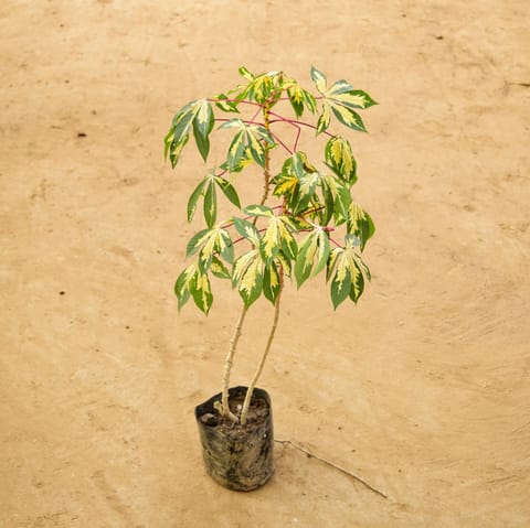 Tapioca / Cassava (~ 2 Ft) in 5 Inch Live Fresh Plant Nursery Bag in Sector 77