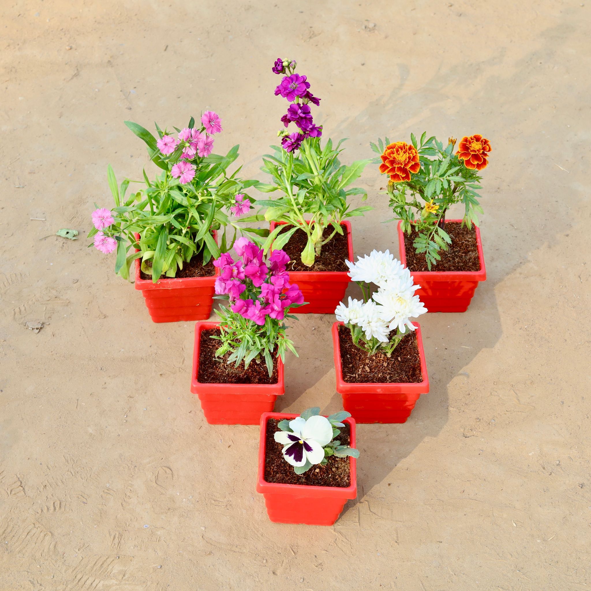 Set of 6 - Dianthus, Stock, Marigold / Genda Jafri, Dog Flower, Chrysanthemum & Pansy in 4 Inch Red Premium Orchid Square Plastic Pot
