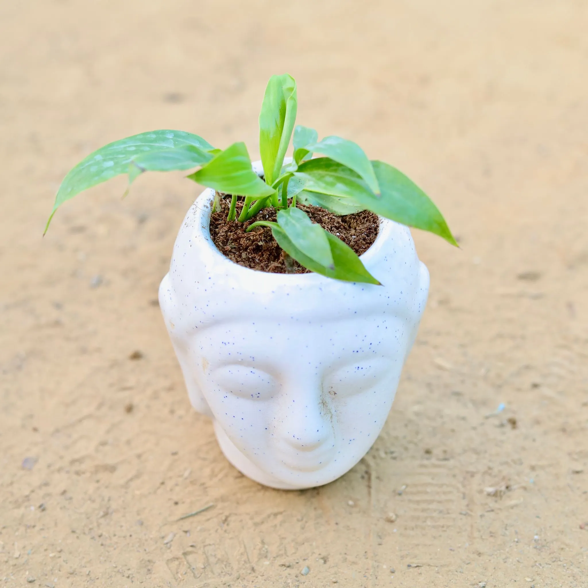 Peace Lily in 4 Inch Classic White Buddha Designer Ceramic Pot