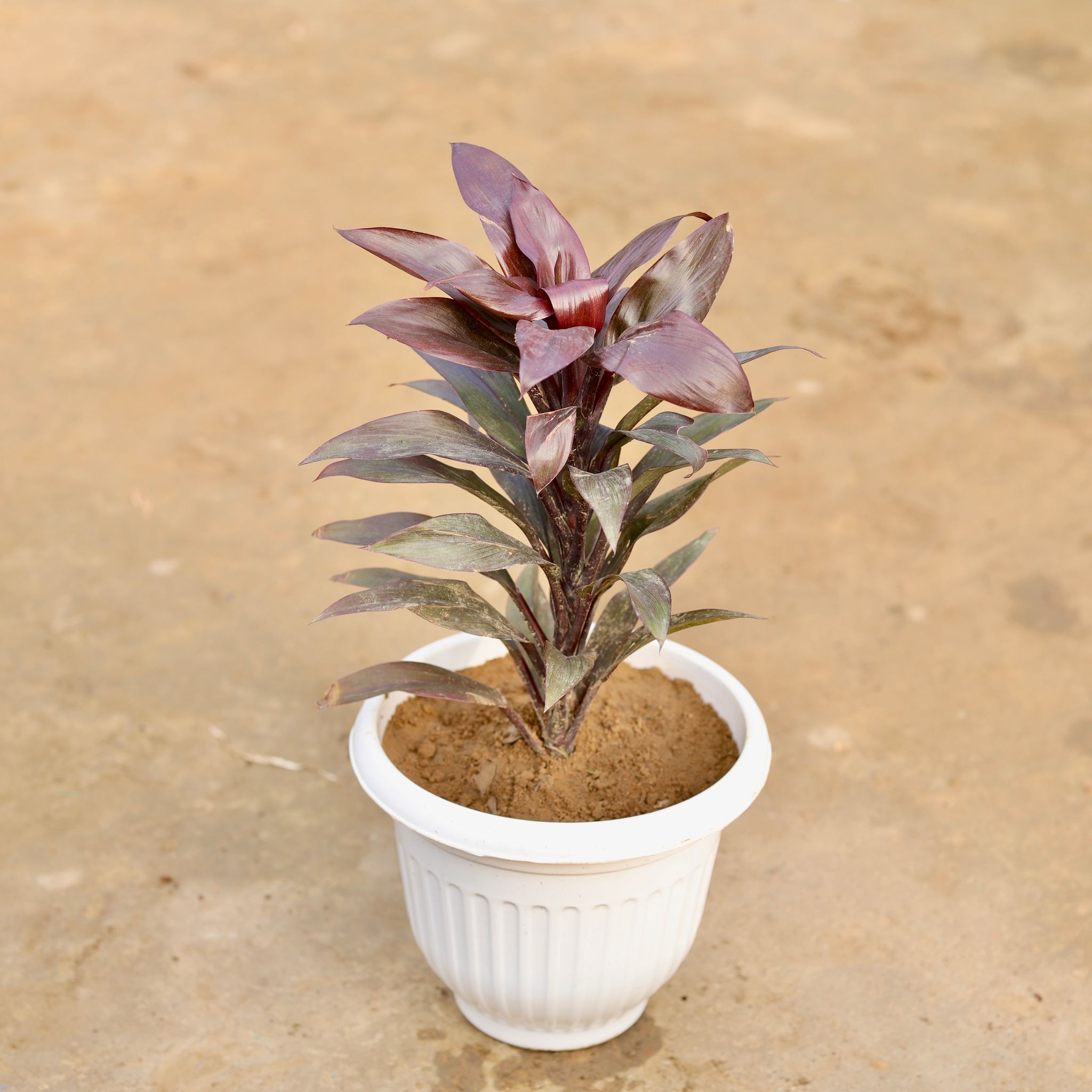Dracaena Crimson Crush in 8 inch Terracotta Red Olive Plastic Pot