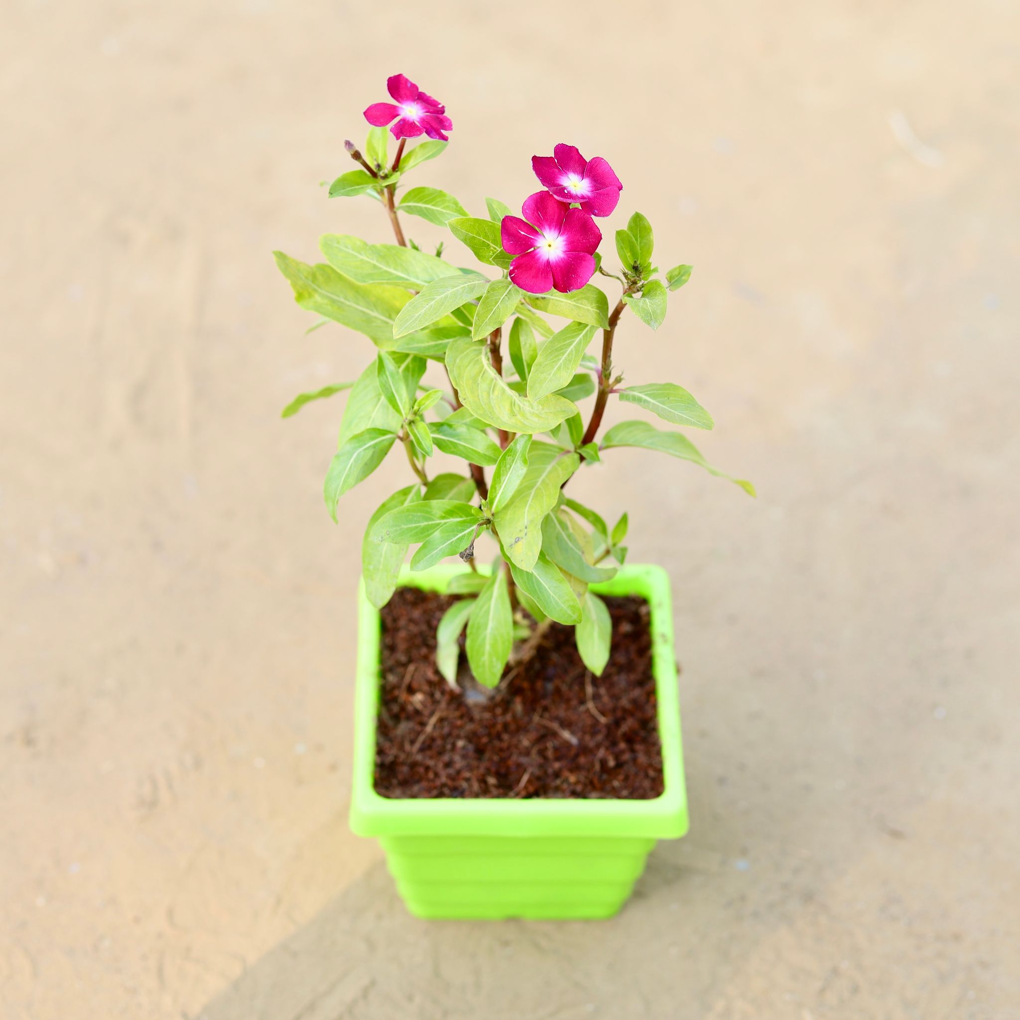 Periwinkle / Vinca / Sadabahar (any colour) in 4 Inch Green Premium Orchid Square Plastic Pot