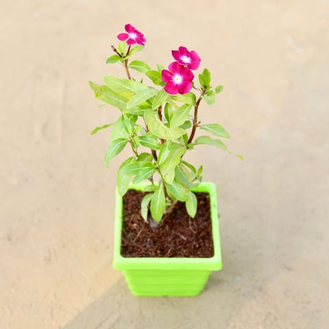 Periwinkle / Vinca / Sadabahar (any colour) in 4 Inch Green Premium Orchid Square Plastic Pot
