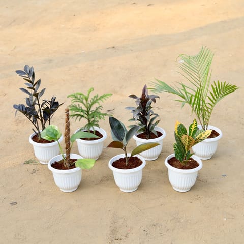 Set of 7 - Zz Black, Araucaria / Christmas Tree, Dracaena Ananas, Chameadorea Palm, Money Plant with Moss Stick, Rubber Black & Croton Petra in 8 Inch Live Plant White Olive Plastic Pot