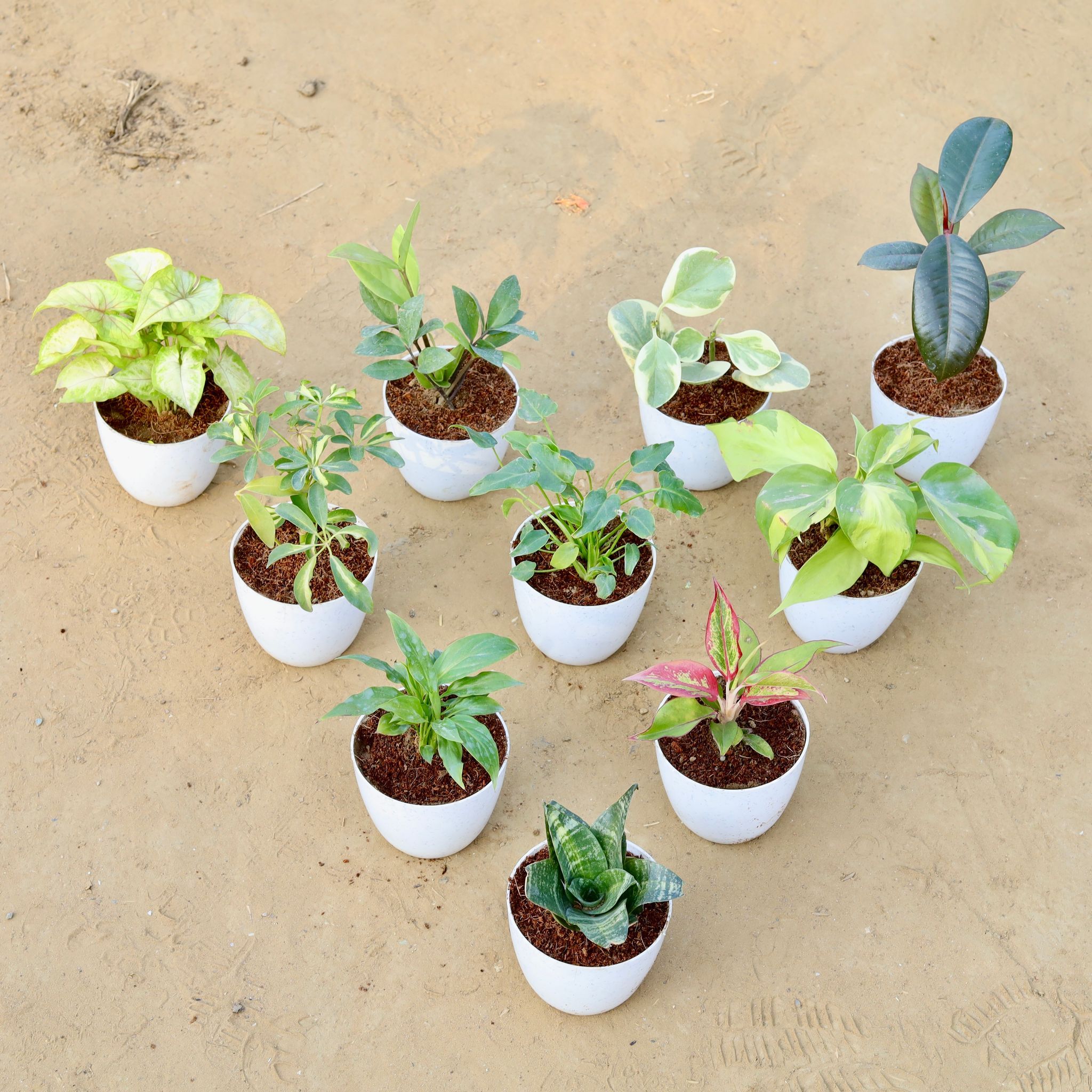Set of 10 - Syngonium Yellow, Zz Green, Pepromia Vareigated, Rubber, Schefflera Vareigated, Xanadu Green, Oxycardium Vareigated, Peace Lily, Aglaonema Lipstick & Snake Green in 4 Inch White Premium Orchid Round Plastic Pot