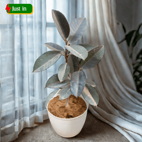 Rubber Black (~ 1.5 Ft) in 08 Inch White Marble Premium Milo Round Plastic Pot