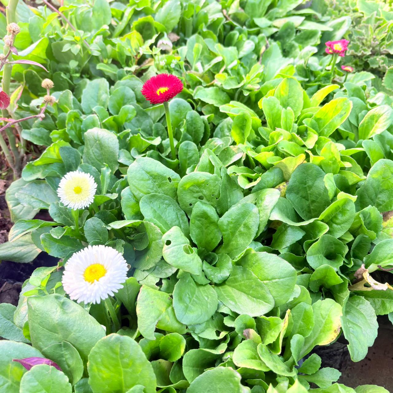 Set of 3 - Daisy (Any Colour) in 4 Inch Nursery Bag