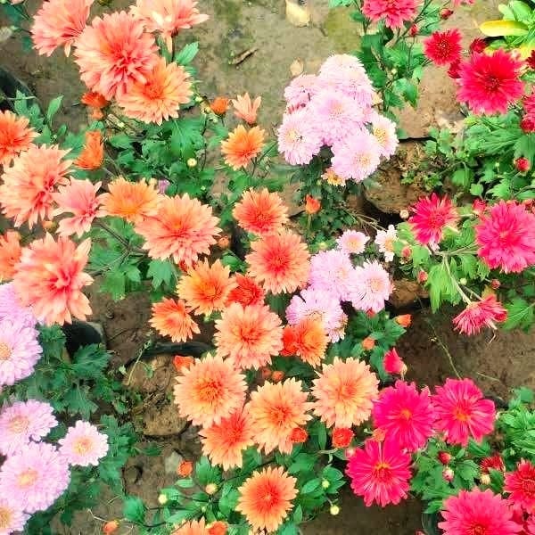 Set of 4 - Chrysanthemum / Guldawari (any colour) in 4 Inch Nursery Bag