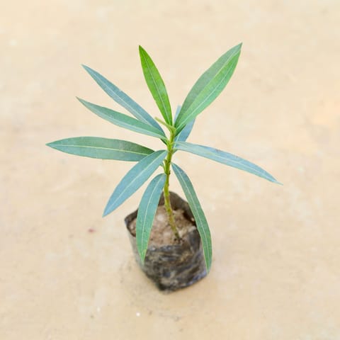 Kaner / Oleander (any colour) in 3 Inch Nursery Bag