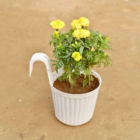 Marigold (any colour) in 7 Inch White Railing Single Hook Hanging Plastic Pot