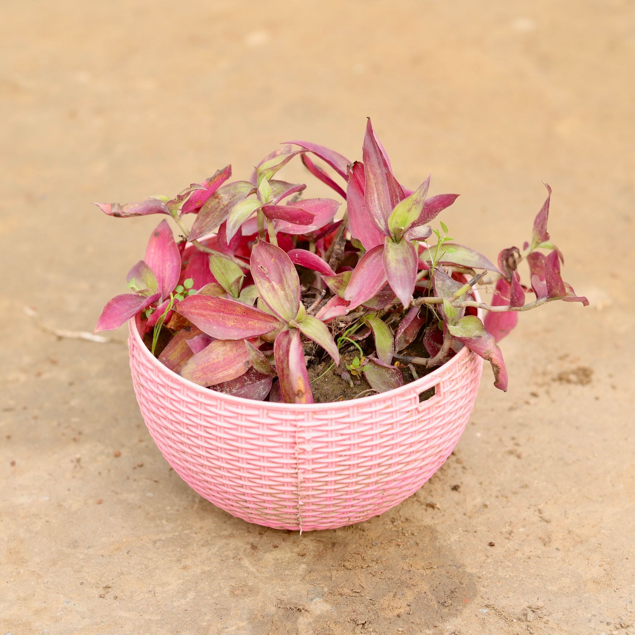 Wandering Jew in 7 X 4.5 Inch Pink Premium Euro Plastic Hanging Basket