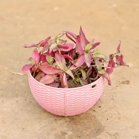 Wandering Jew in 7 X 4.5 Inch Pink Premium Euro Plastic Hanging Basket