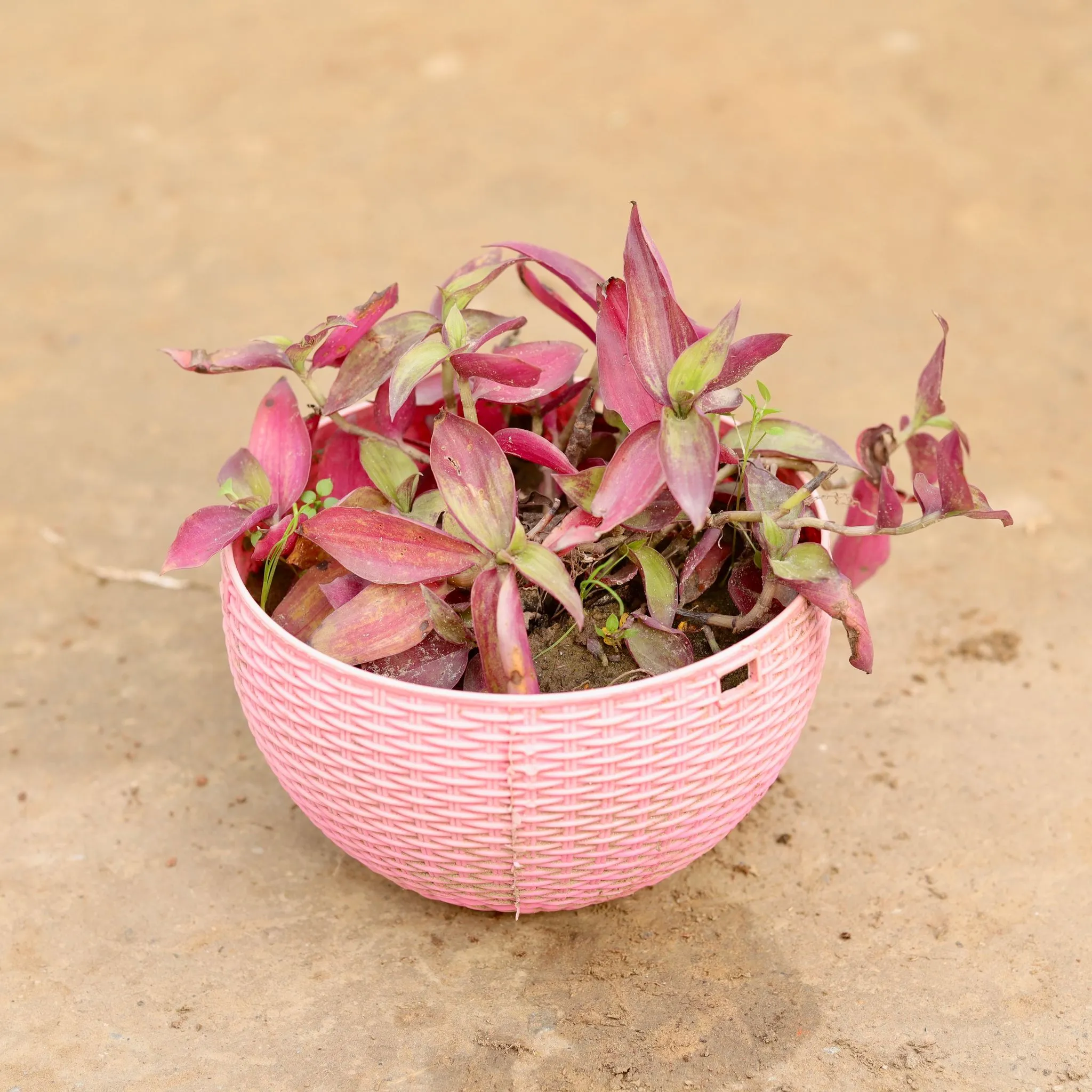 Wandering Jew in 7 X 4.5 Inch Pink Premium Euro Plastic Hanging Basket