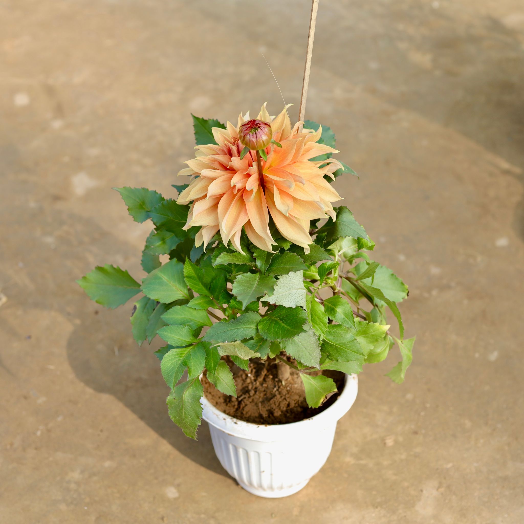 Dahlia Desi (any colour) in 8 Inch White Olive Plastic Pot