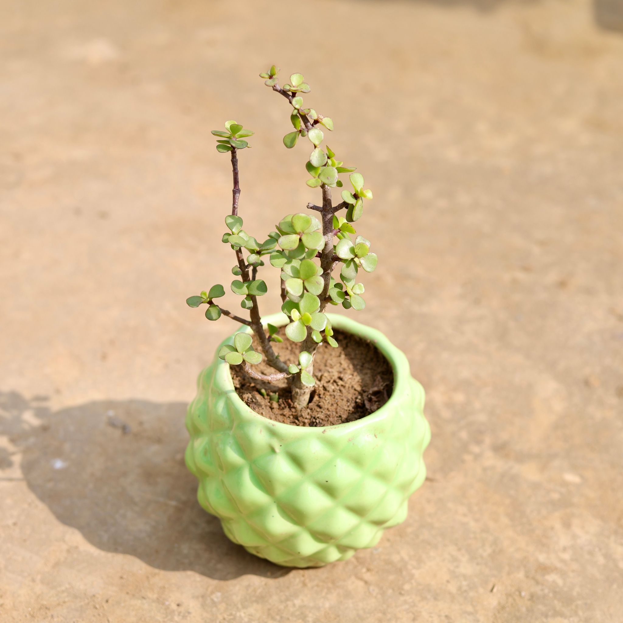 Jade in 4 Inch Classy Green Pineapple Textured Designer Ceramic Pot