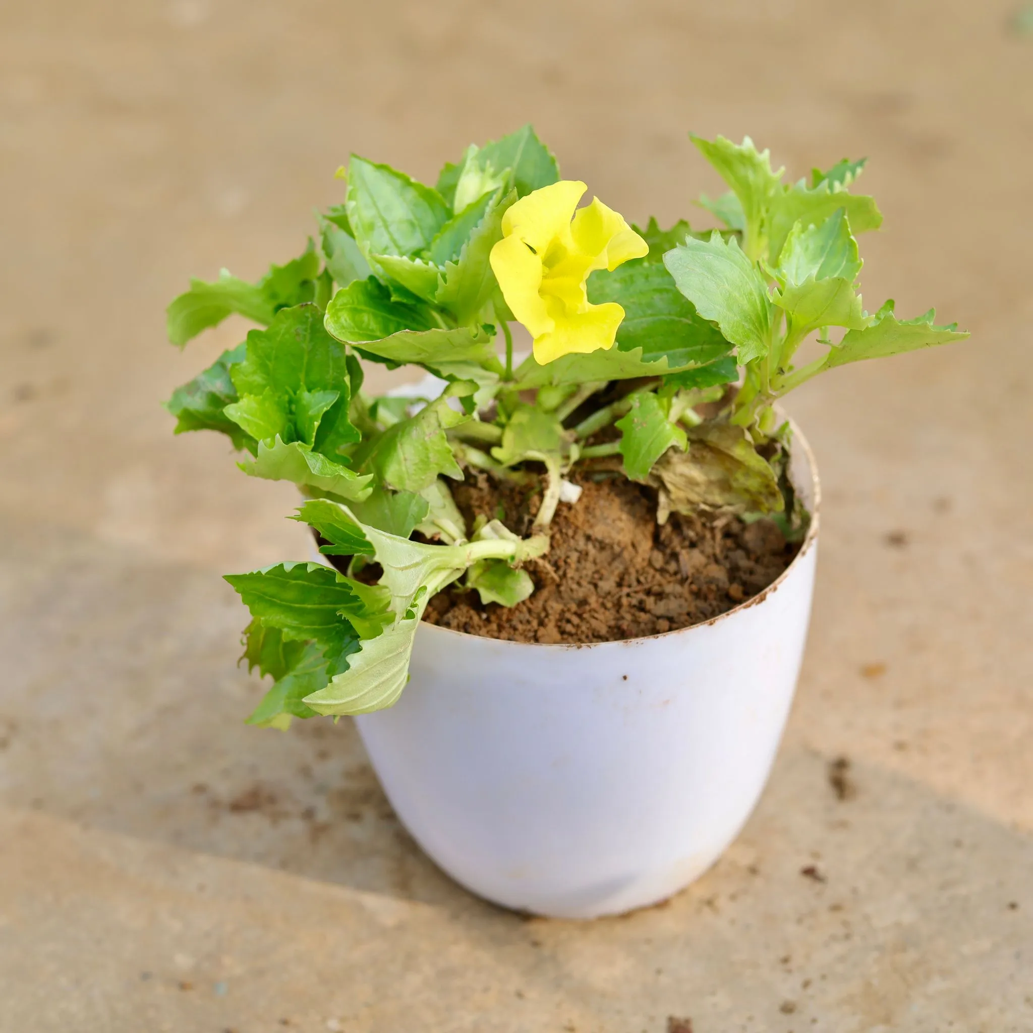 Mimulus / Monkey Flower (any colour) in 6 Inch White Premium Orchid Plastic Pot