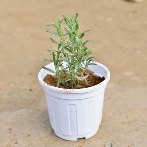 Rosemary in 6 Inch White Super Nursery Pot