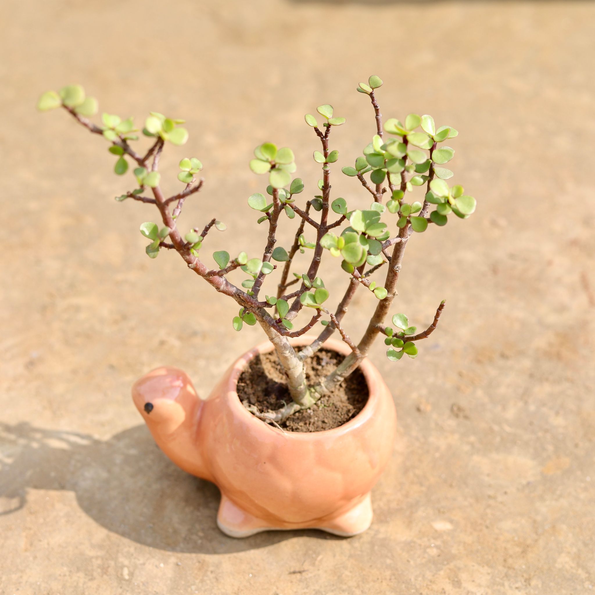 Jade in 4 Inch Cute Designer Pink Textured Mini Turtle Shaped Ceramic Pot
