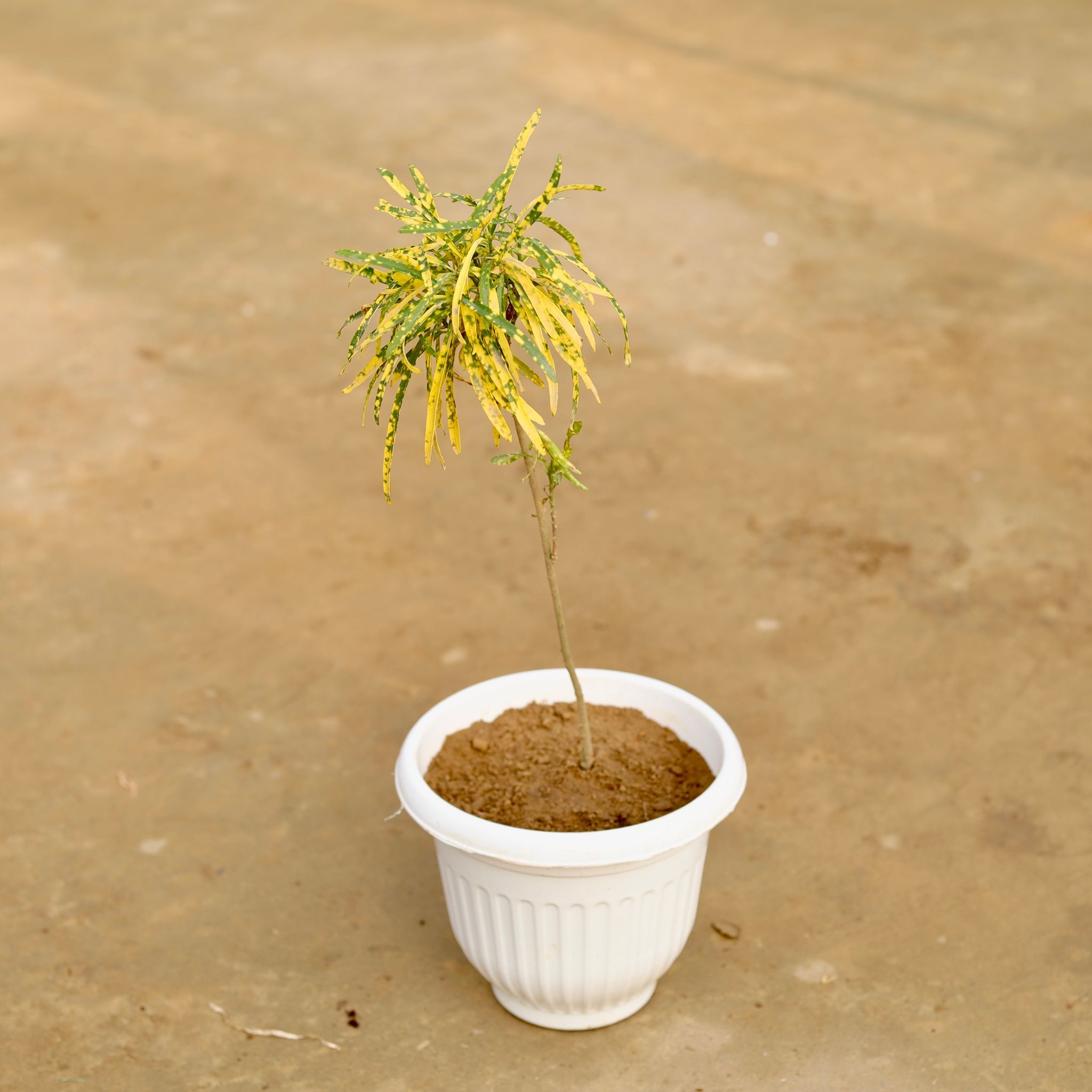 Chironji Croton in 8 Inch White Olive Plastic Pot