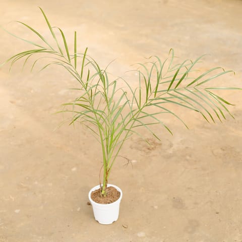 Phoenix Palm (~ 1.5 Ft) in 4 Inch Live Fresh Plant White Nursery Pot in Okhla