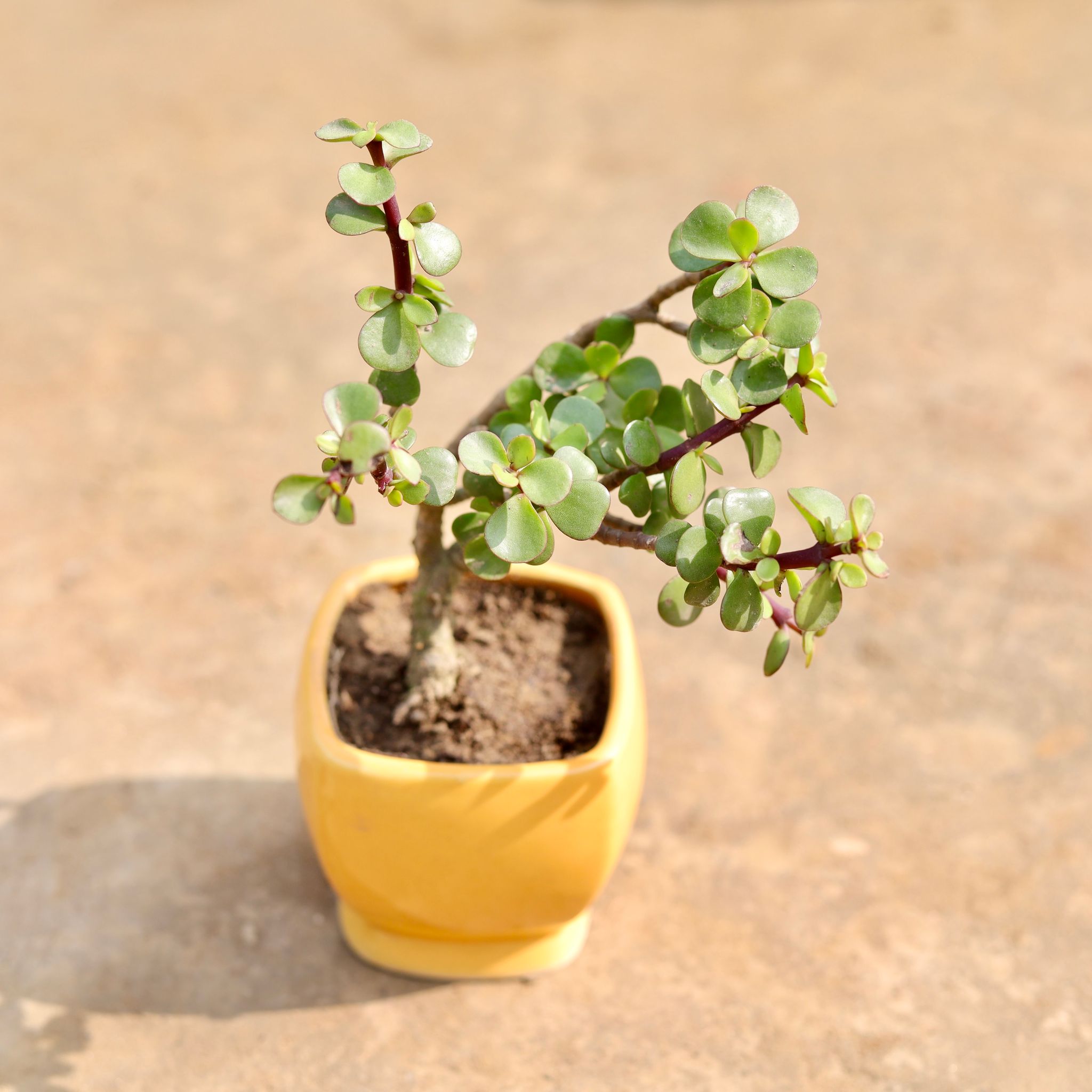 Jade in 3 Inch Sky Orange Stylish Square Shaped Ceramic Pot
