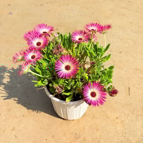 Ice Plant (any colour) in 6 Inch White Super Nursery Pot