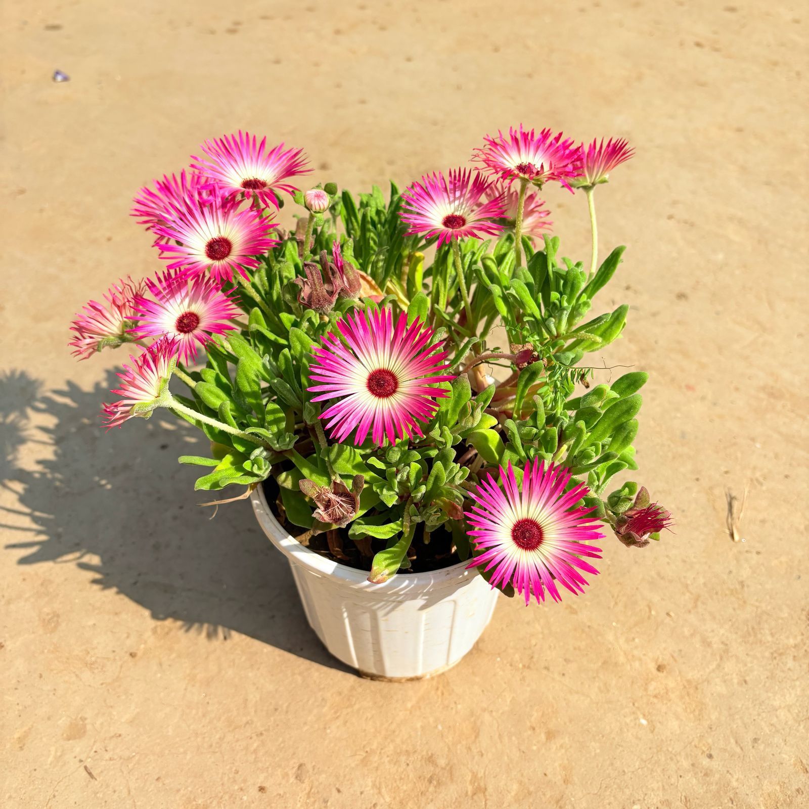 Ice Plant (any colour) in 6 Inch White Super Nursery Pot