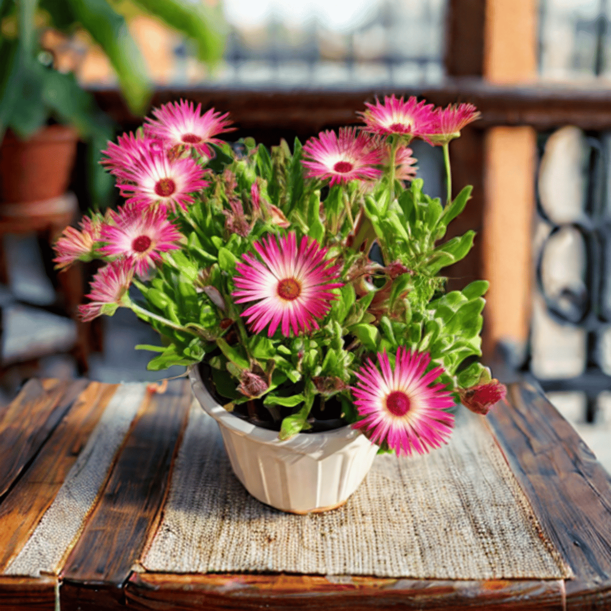 Ice Plant (any colour) in 6 Inch White Super Nursery Pot
