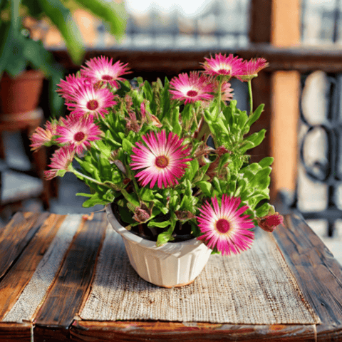 Ice Plant (any colour) in 6 Inch White Super Nursery Pot