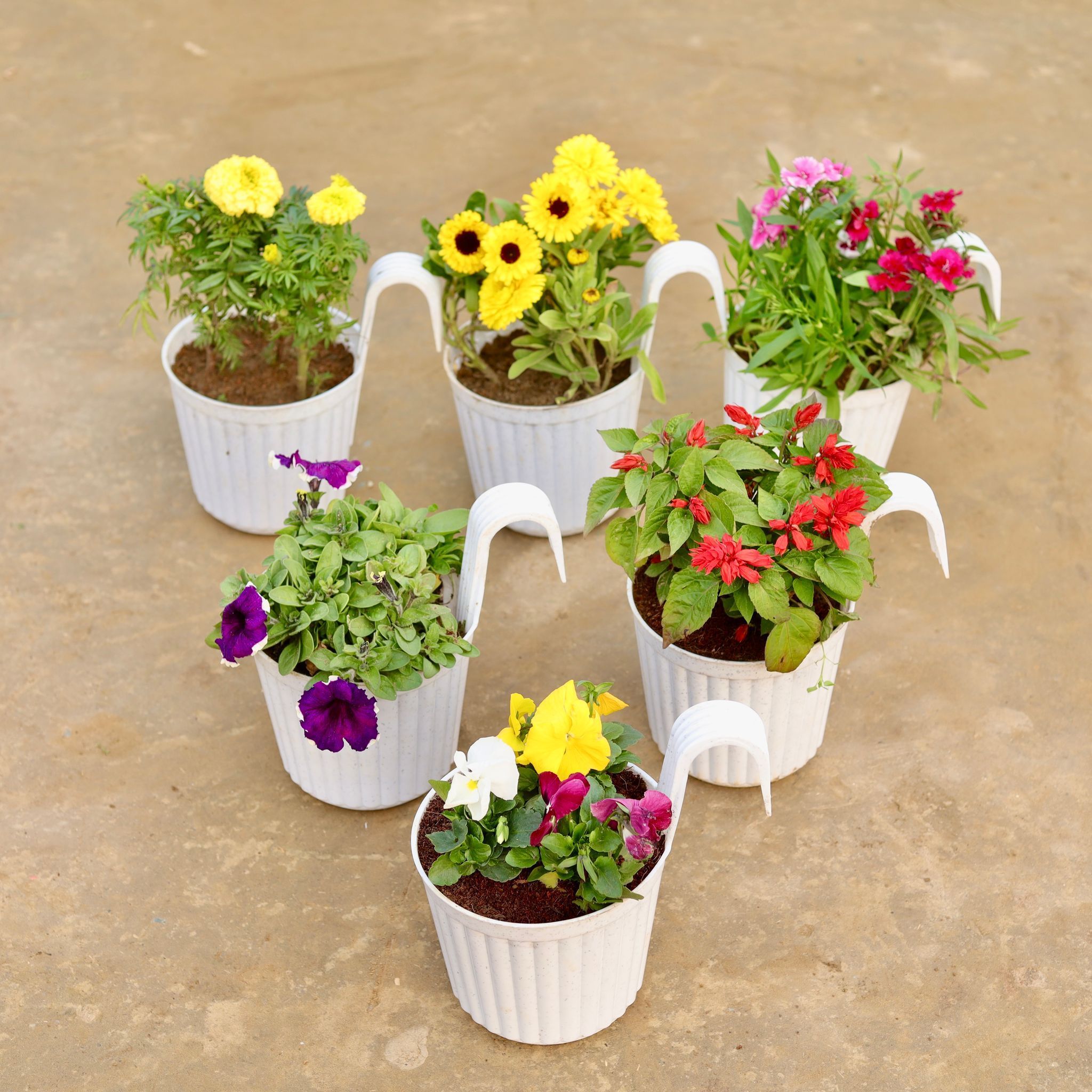 Flower Hanging Paradise - Set of 6 - Marigold / Genda, Calendula, Dianthus, Petunia, Salvia & Pansy (any colour) in 7 Inch White Railing Single Hook Hanging Plastic Pot