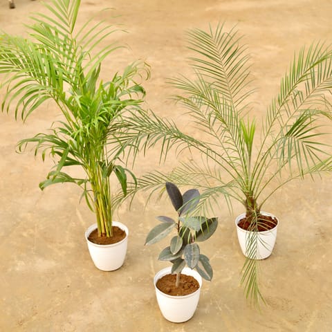 Tall Corner Specials - Set of 3 - Areca (~ 2.5 Ft), Phoenix Palm (~ 2.5 Ft) & Rubber (~ 1 Ft) in 08 Inch White Marble Premium Milo Round Plastic Pot
