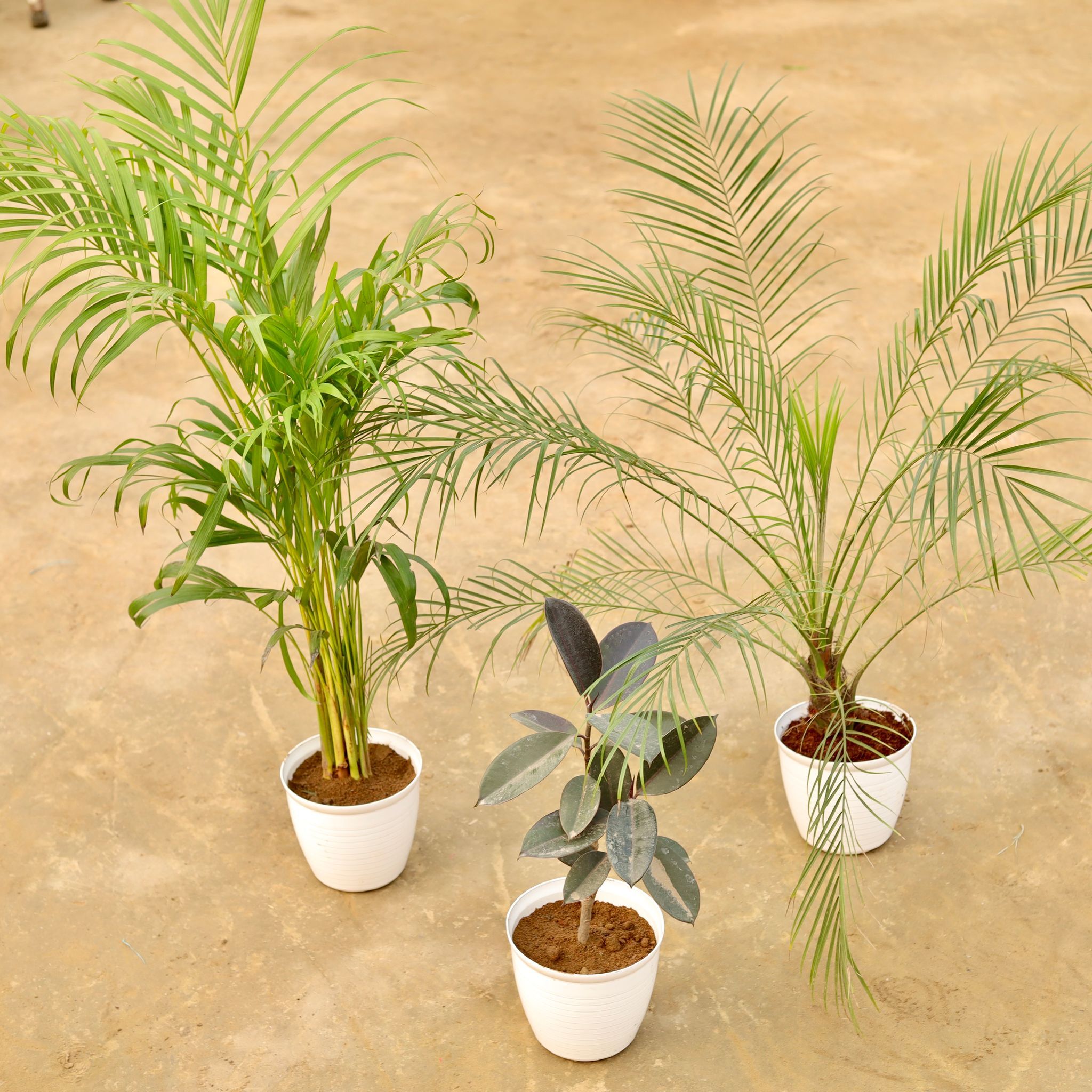 Tall Corner Specials - Set of 3 - Areca (~ 2.5 Ft), Phoenix Palm (~ 2.5 Ft) & Rubber (~ 1 Ft) in 08 Inch White Marble Premium Milo Round Plastic Pot