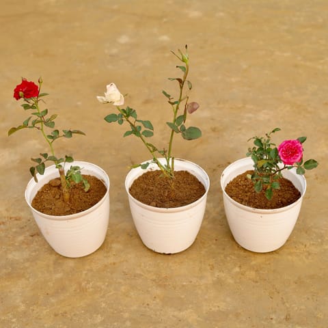 Roseful Paradise - Set of 3 - Rose (Red, Pink & White) in 08 Inch White Marble Premium Milo Round Plastic Pot