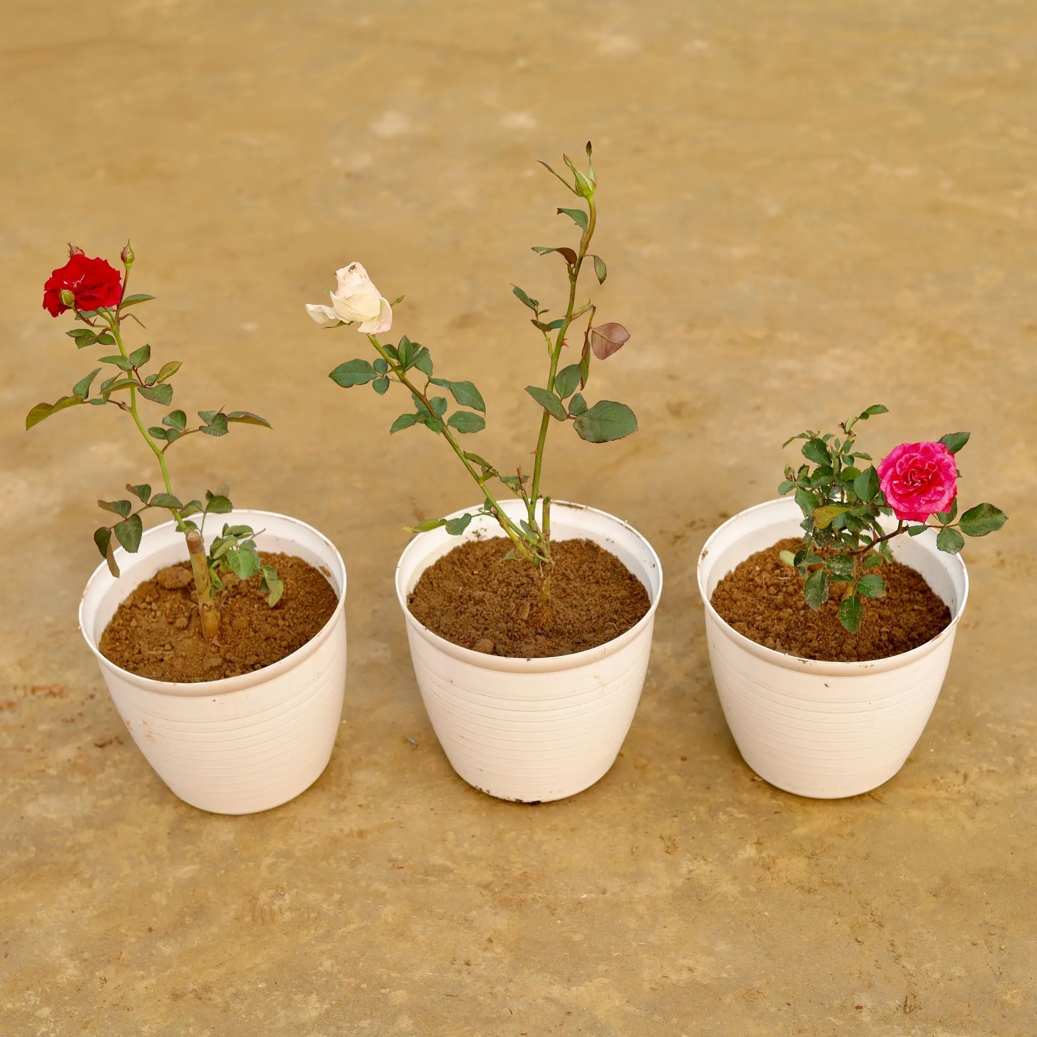 Roseful Paradise - Set of 3 - Rose (Red, Pink & White) in 08 Inch White Marble Premium Milo Round Plastic Pot