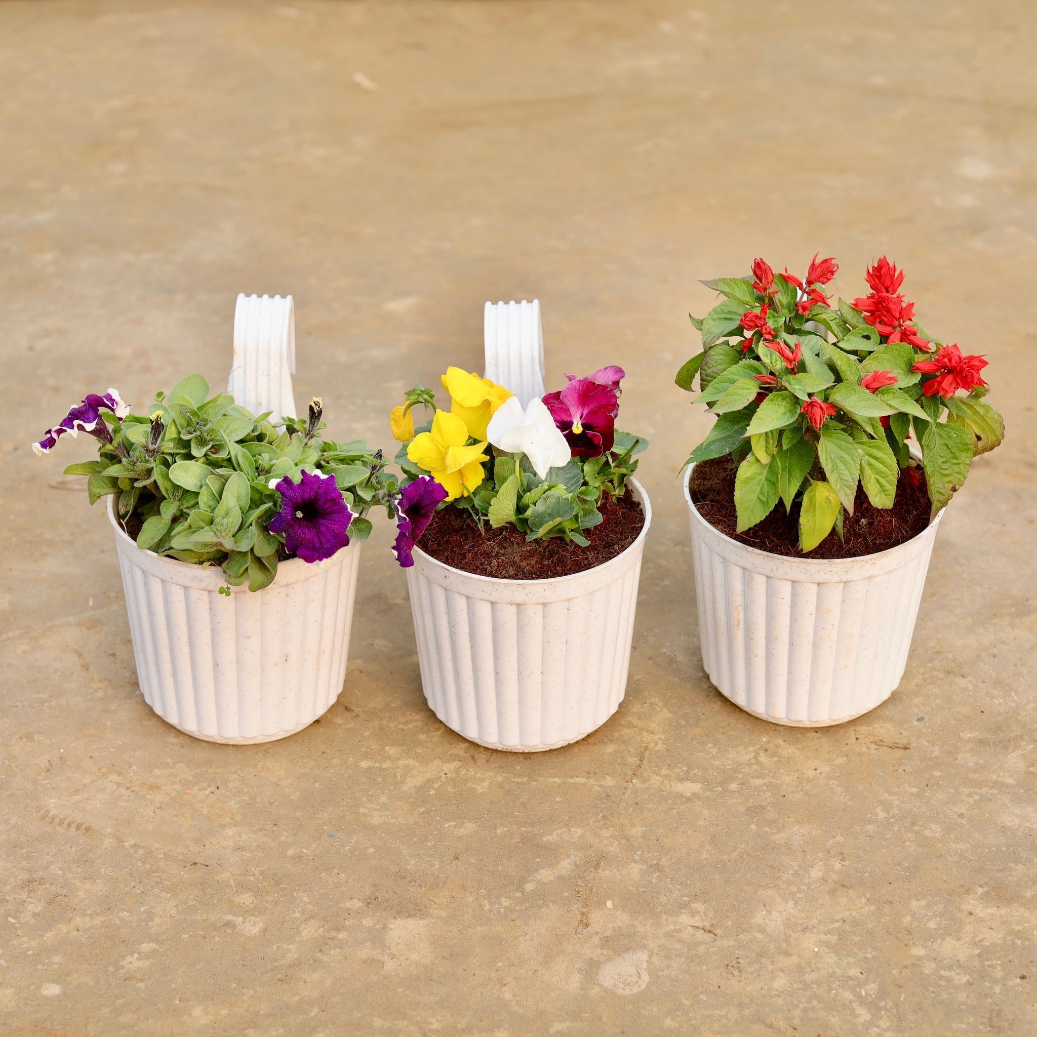 Hanging Winter Flower Steal - Set of 3 - Petunia, Pansy & Salvia (any colour) in 7 Inch White Railing Single Hook Hanging Plastic Pot