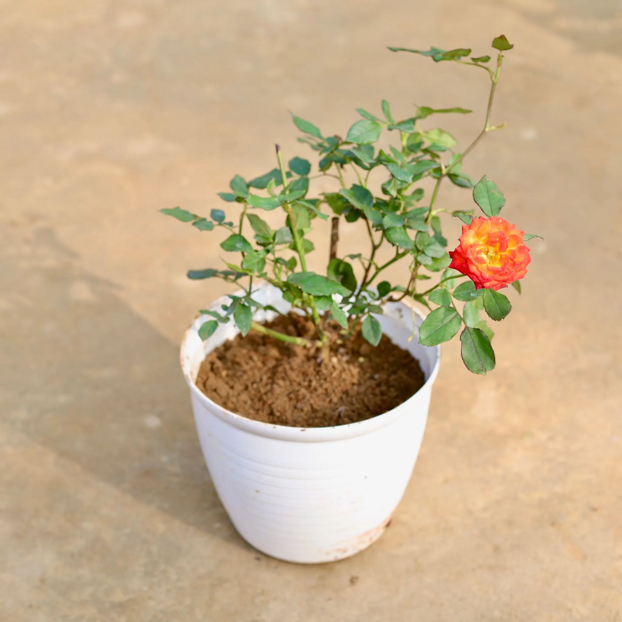 Rose in 08 Inch White Marble Premium Milo Round Plastic Pot