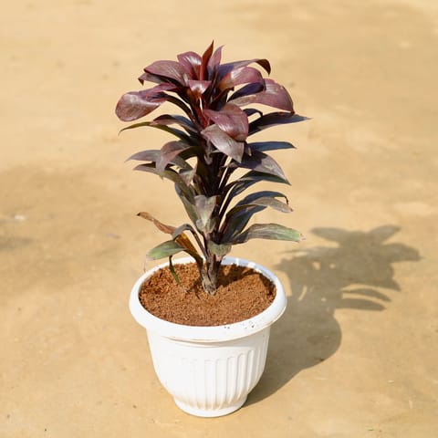 Dracaena Crimson Crush in 8 inch Whitea Olive Plastic Pot