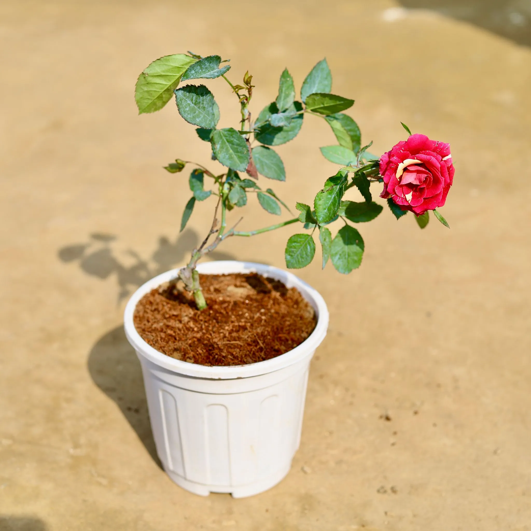 English Rose / Gulab (any colour) in 6 inch White Super Nursery Pot