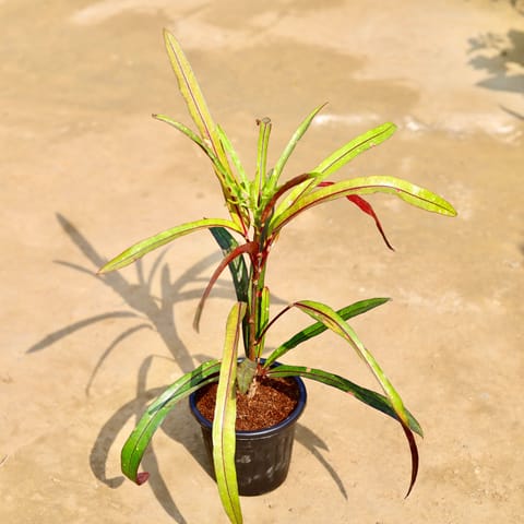 Croton Crimson Edge in 6 Inch Live Fresh Plant Black Super Nursery Pot in Naraina