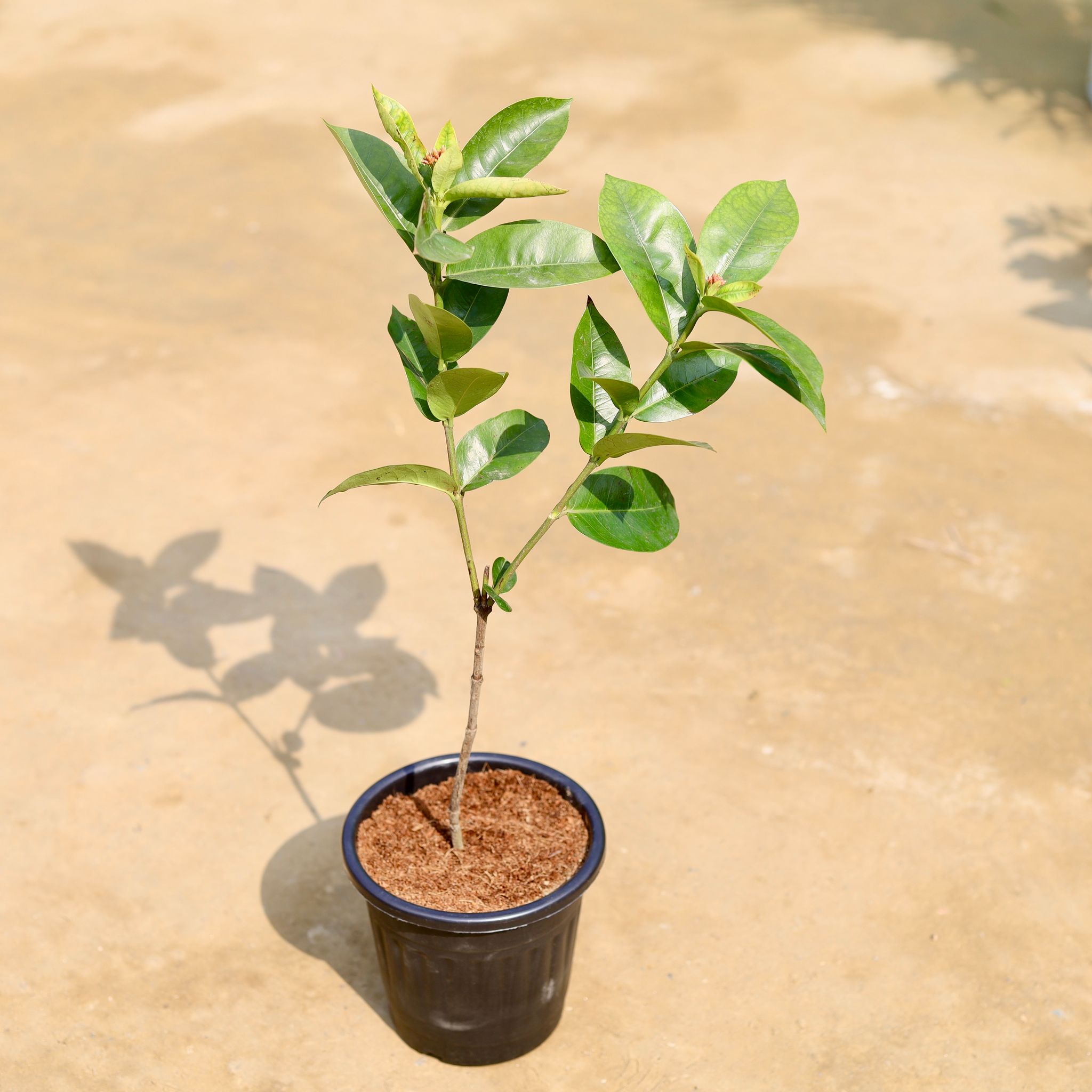 Ixora Pink in 6 inch Black Super Nursery Pot