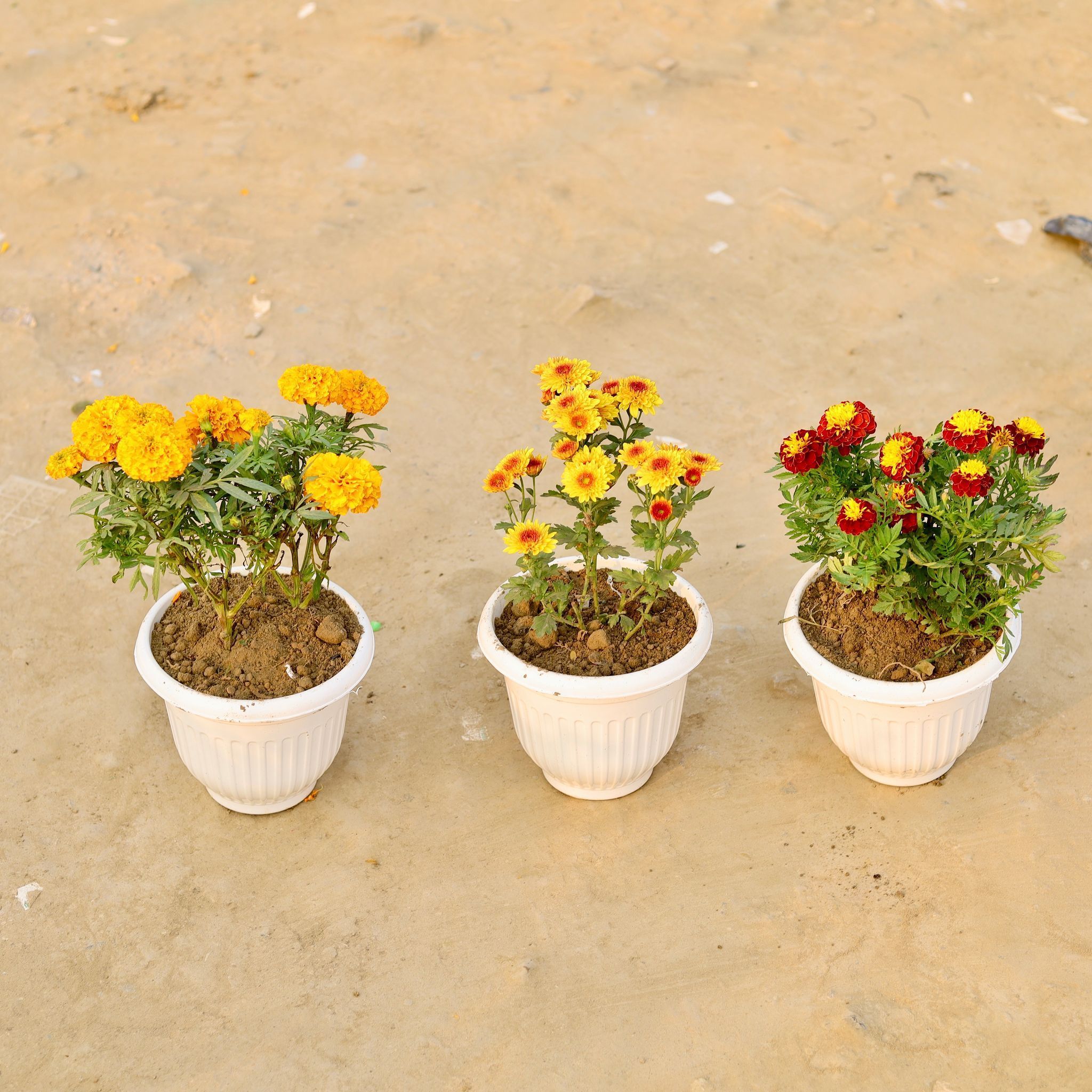Set Of 3  -  Marigold, Marigold Jafri & Chrysanthemum (Any Colour) in 8 Inch White Olive Plastic Pot