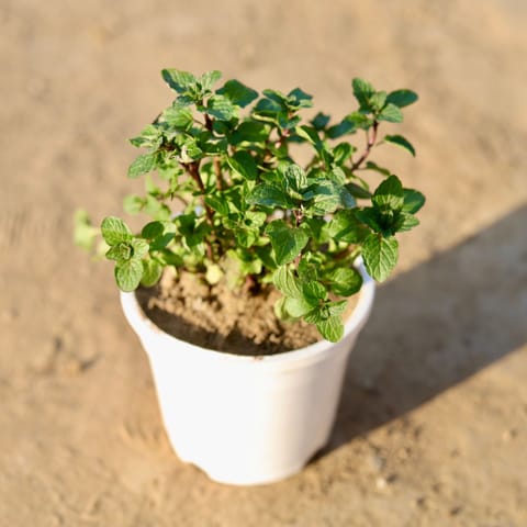 Pudina / Mint in 4 Inch Nursery Pot